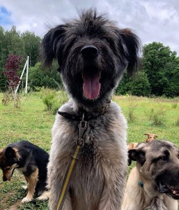 Тес всегда в центре внимания! он настолько контактный, что умеет расположить к себе как других животных, так и людей любого возраста!