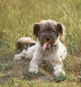 Тес ищет вас, родители!