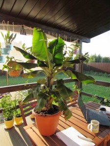 Отдам большой банан самовывозом - IMG_7958.JPG