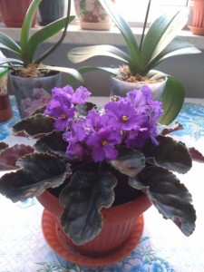 Обменяю, деток отдам даром