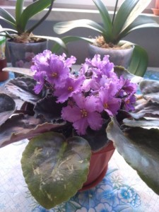 Обменяю, деток отдам даром