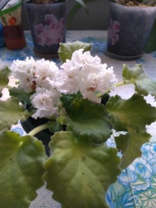 Обменяю, деток отдам даром