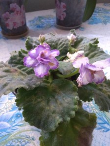 Обменяю, деток отдам даром