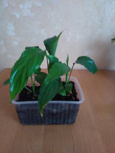 Отдам даром