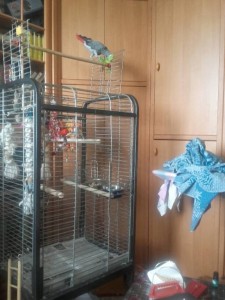 Вольер для птиц Можно для животных  - вольер 3.jpg