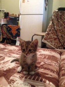 Котёнок - IMG_3894.JPG