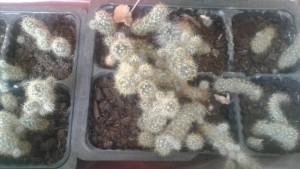 Отдам кактусят в дар. - 20180903_105901.jpg