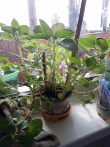 Отдам или обменяю декоративное алоэ - растение2.jpg