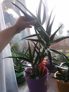 Отдам или обменяю декоративное алоэ - алоэ1.jpg