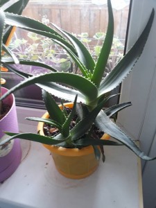 Отдам или обменяю декоративное алоэ - алоэ2.jpg