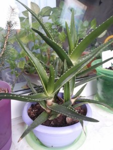 Отдам или обменяю декоративное алоэ - алоэ4.jpg