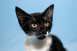 Кот и кошка,возраст 2 месяца - DSC_0019-2.JPG