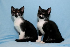 Кот и кошка,возраст 2 месяца - DSC_0041-2.JPG