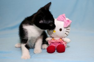 Кот и кошка,возраст 2 месяца - DSC_0015-2.JPG