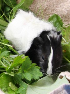 любую из 3-х маленьких няшных морских свинок - svin-1.jpg