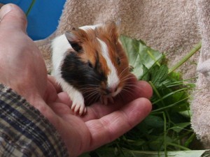 любую из 3-х маленьких няшных морских свинок - svin-3.jpg