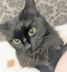 Нежная скромница ищет свое счастье  - IMG_58431.jpg