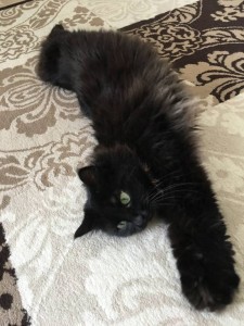 Нежная скромница ищет свое счастье  - IMG_5819.JPG