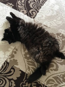 Нежная скромница ищет свое счастье  - IMG_5817.JPG