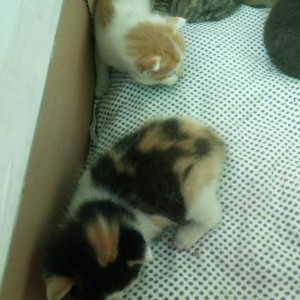Котята 1 неделя. Безумно красивые кнопки. Очень. Нужен хозяин - IMG_20180917_105258_844.jpg