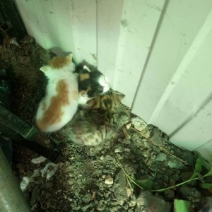 Котята 1 неделя. Безумно красивые кнопки. Очень. Нужен хозяин - IMG_20180917_105258_842.jpg