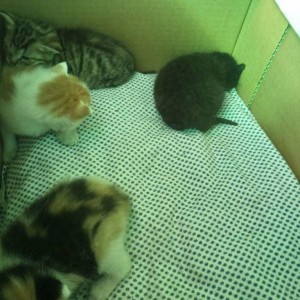 Котята 1 неделя. Безумно красивые кнопки. Очень. Нужен хозяин - IMG_20180917_105258_845.jpg