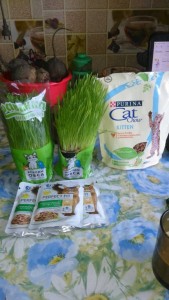 Кошкам - DSC_0069.JPG