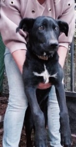 Стёпа, 4 мес в дар - 2.jpg