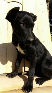 Стёпа, 4 мес в дар - 3.jpg