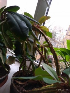 Отдаю цветы пальмы - P_20181004_105500_p.jpg