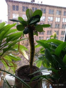 Отдаю цветы пальмы - P_20181004_105444_p.jpg