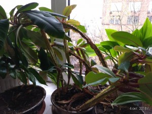 Отдаю цветы пальмы - P_20181004_105429_p.jpg