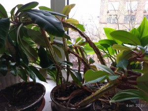 Отдаю цветы пальмы - P_20181004_105428_p.jpg