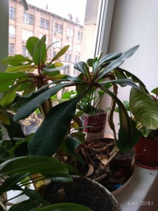 Отдаю цветы пальмы - P_20181004_105508_p.jpg