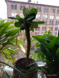 Отдаю цветы пальмы - P_20181004_105446_p.jpg