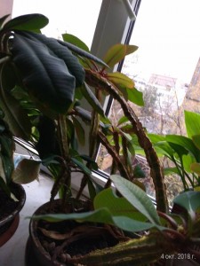 Ждут внимательную<br /> хозяйку