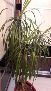 Пальма драцена 110 см - 20181005_085022.jpg