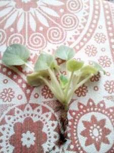 отдам деток фиалки - IMG_20181009_141829.jpg