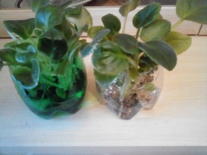 отдам деток фиалки - IMG_20181008_153738.jpg