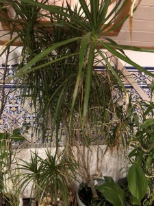 Отдам одну или две драцены 160 см - 3F9228AA-E094-4FC0-9F74-6EC2CA1D52CC.jpeg