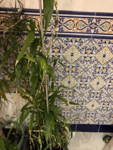 Отдам высокий бамбук - BAEC444F-0F53-412E-9B9B-1B2AF7336E76.jpeg