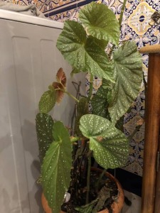 Отдам бегонию 60-70 см ОТДАНА - CF0B3E3A-EECF-437D-AC19-1706587EE4A1.jpeg