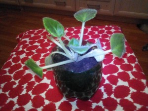 отдам деток фиалки - IMG_20181010_001106.jpg