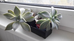 ОТДАНО. Отдам суккулент граптопеталум парагвайский - 20181010_133541.jpg