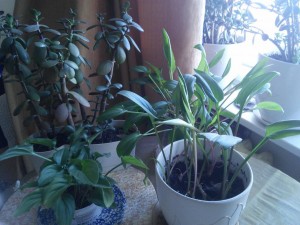 Цветы даром - IMG_20181106_112947.jpg