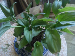 Цветы - IMG_20181106_112857.jpg