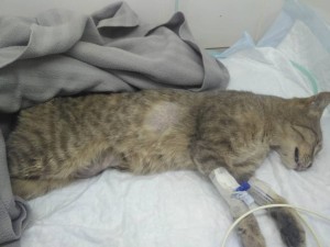 Отдам в дар Котенка - 484CC621-1056-48A1-9FDC-C7044DB038C5.jpeg