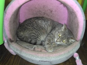 Отдам в дар Котенка - 7DCB6531-511A-42CD-9816-B19D03A106FA.jpeg