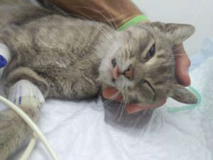 Отдам в дар Котенка - 3158CAEB-396D-426D-B5BE-A848CEAA28B4.jpeg