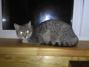 Отдам в дар Котенка - A7953DF7-2F73-4927-9FF3-6D3164D4707D.jpeg